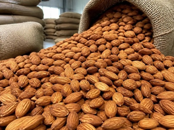 Organic Almond – Natural kernel