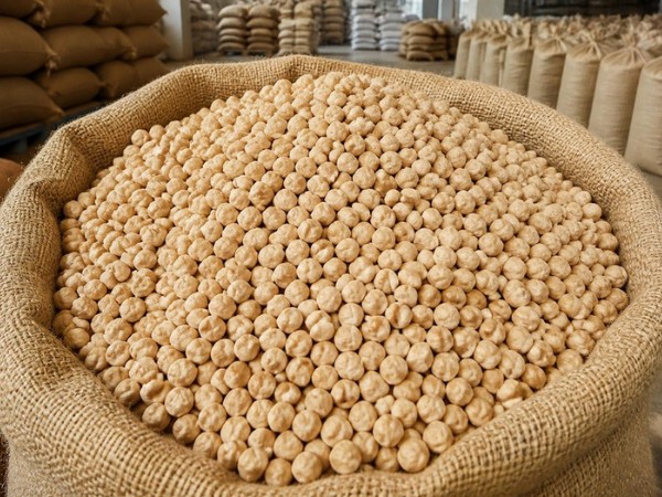 Organic Chickpea – Kabuli