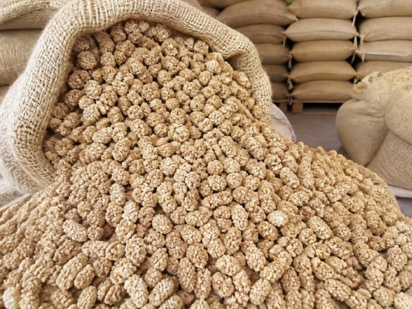 Organic Dried Mulberry – White