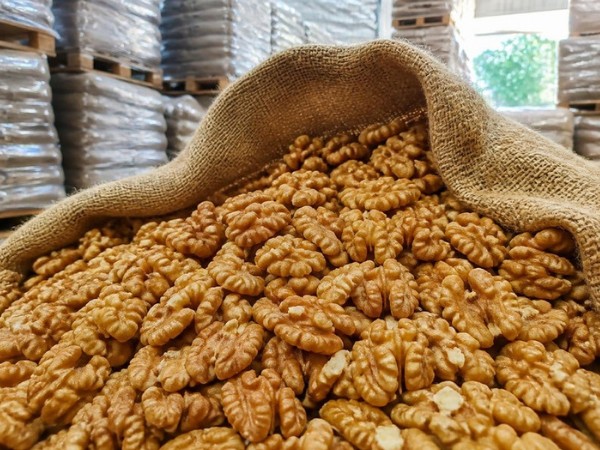 Organic Walnut – Kernel halves
